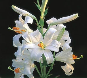 Meet your Posher, Nusrat